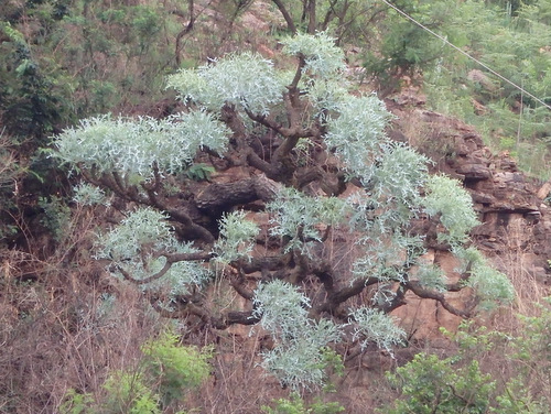 Mountain Cabbage Tree.